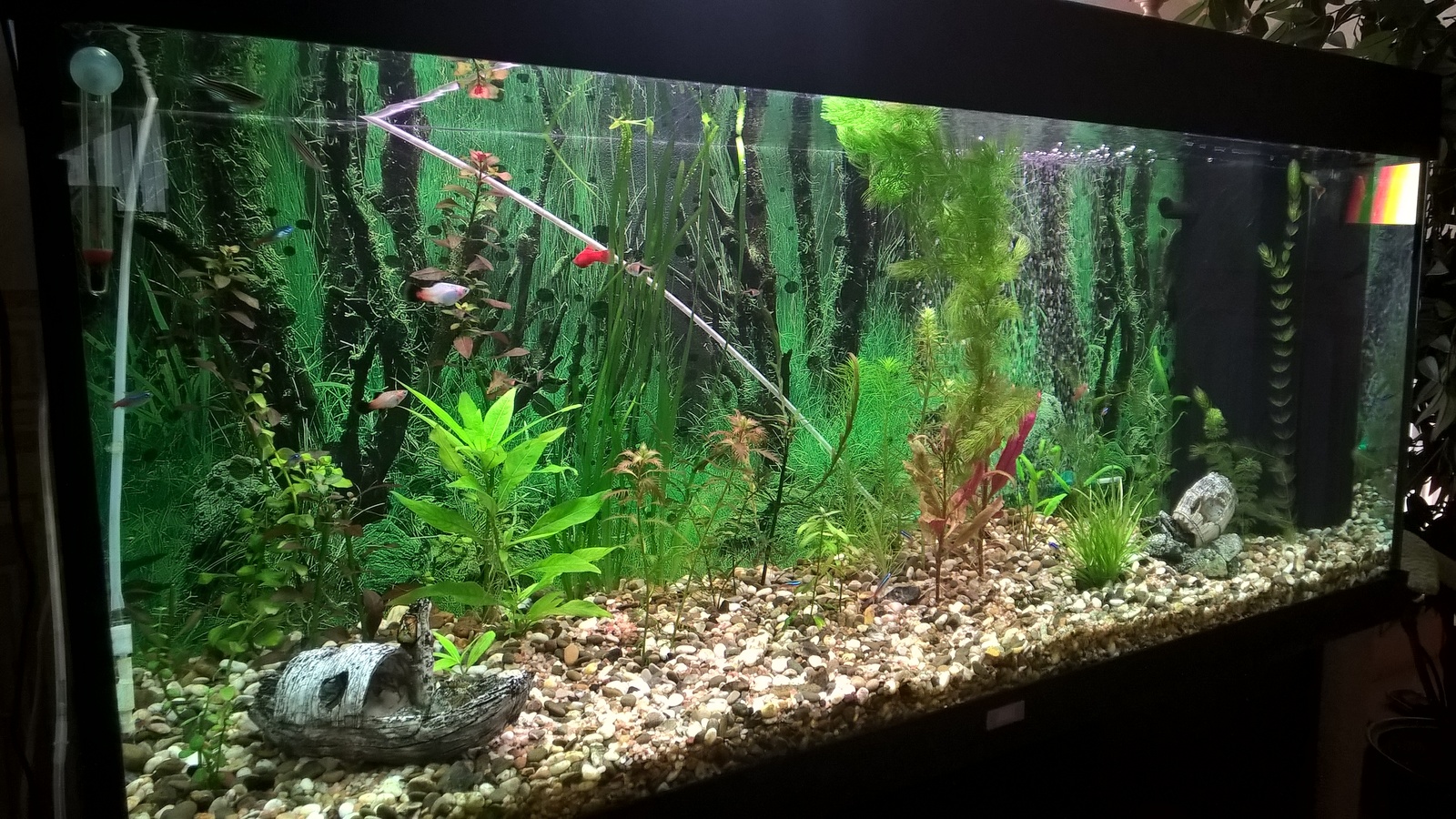 My aquarium - My, Aquarium, Aquascape, My, Aquarium fish, Longpost