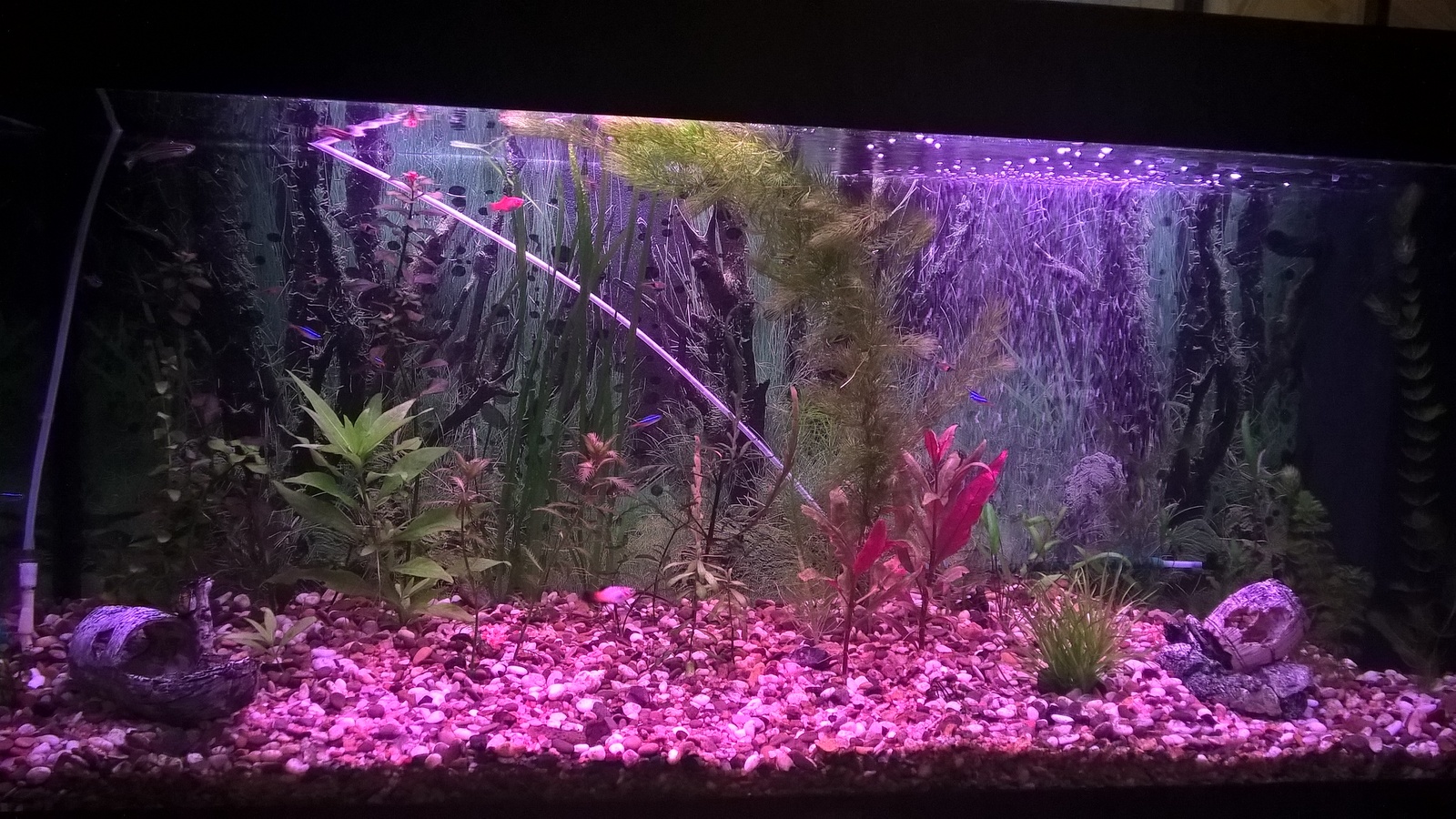 My aquarium - My, Aquarium, Aquascape, My, Aquarium fish, Longpost