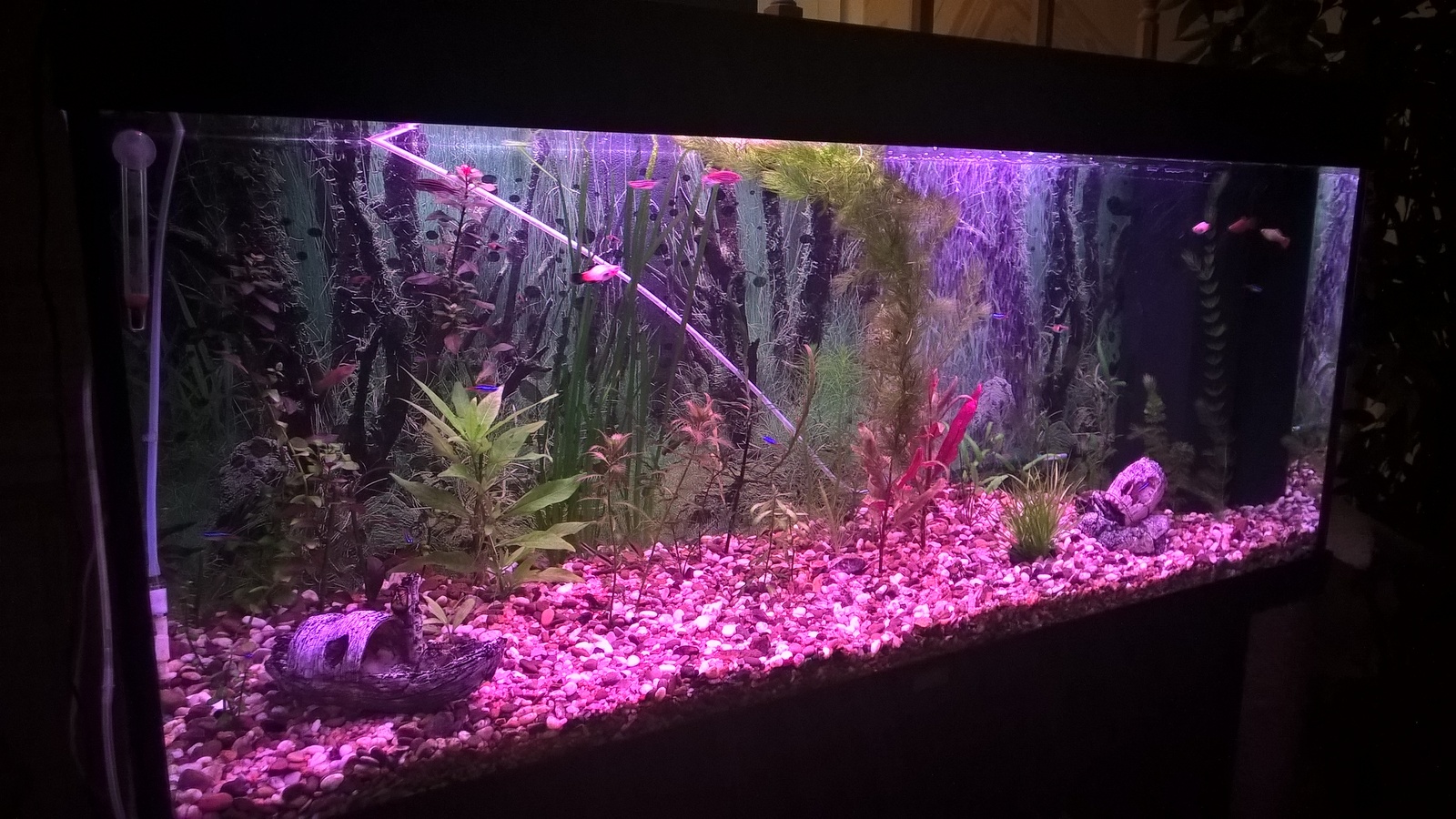 My aquarium - My, Aquarium, Aquascape, My, Aquarium fish, Longpost