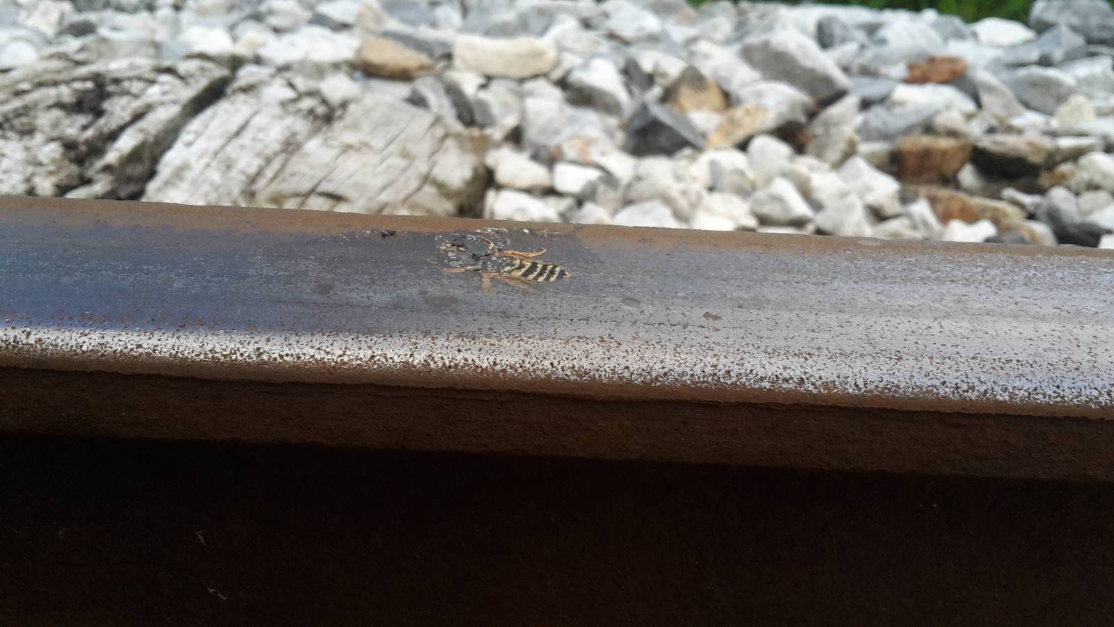 Wasp hit by train - Rails, Wasp, A train, Interesting