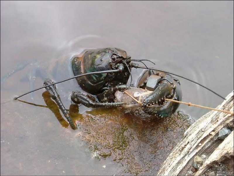 Common Tasmanian cancer :) - Nature, Crayfish, Tasmania, Interesting, Video, Longpost, Cancer and oncology