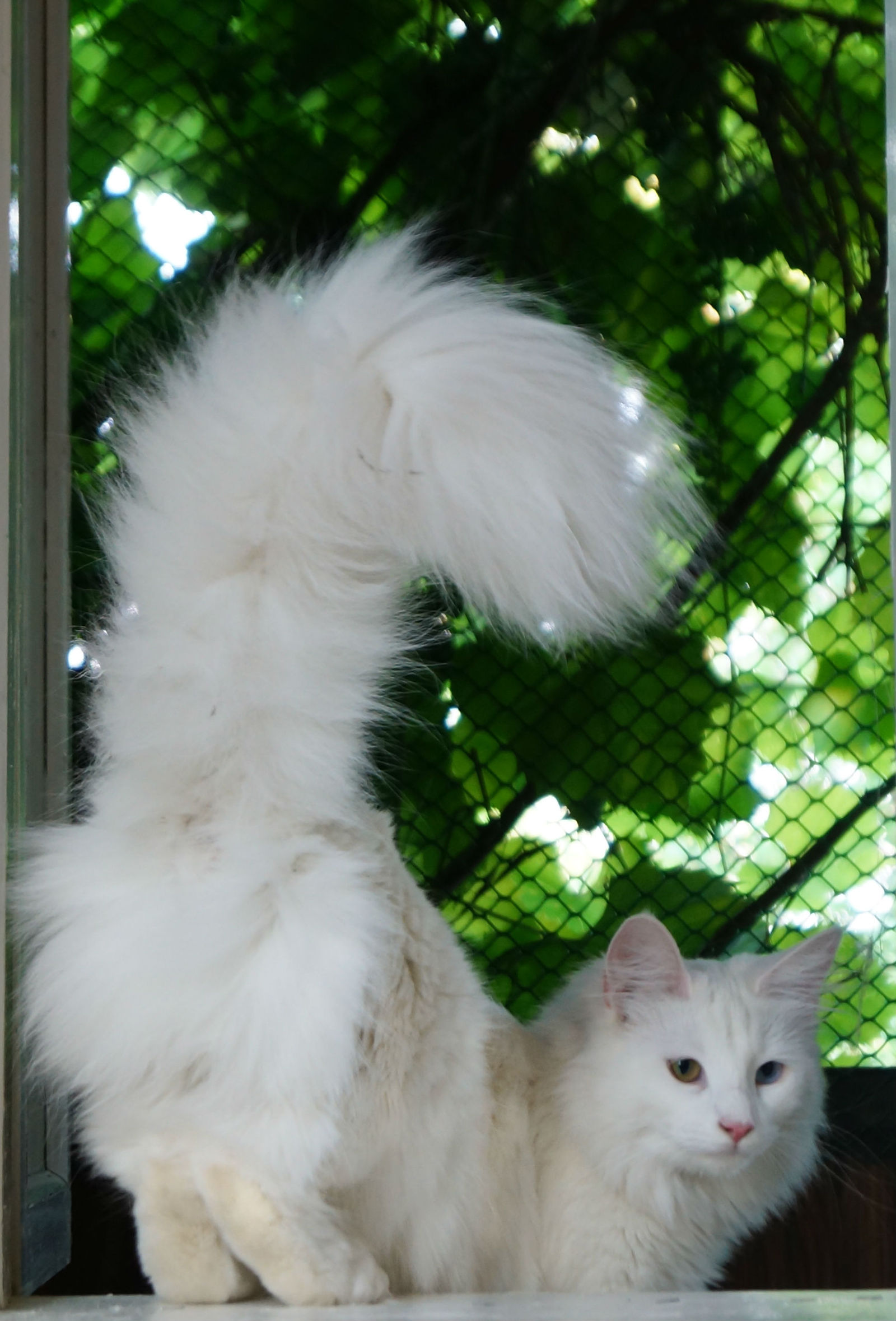 Squirrel :3 - My, cat, Animals, Tail, Heterochromia