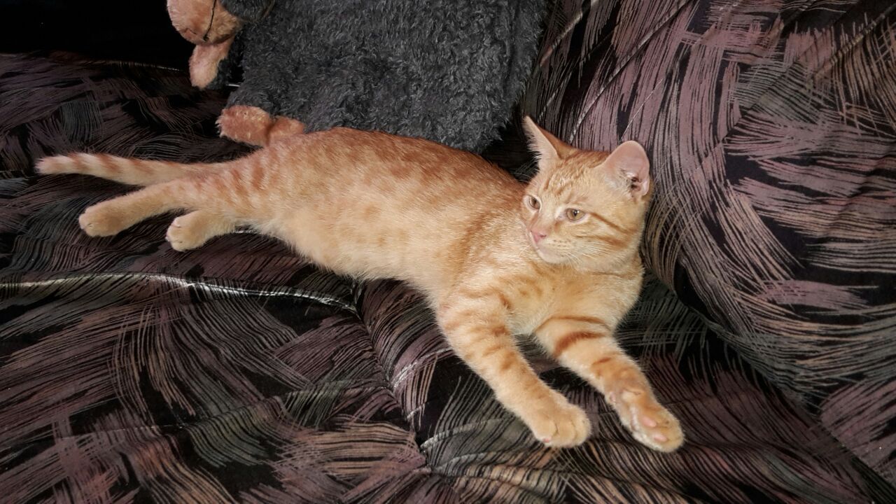 The kitten is looking for a home - My, cat, Saint Petersburg, In good hands, Redheads, Longpost