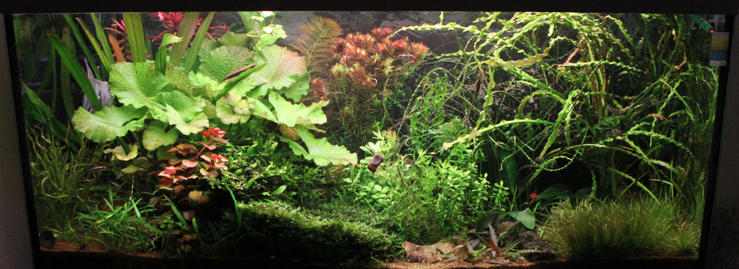 Aquarium - part 1: Choosing an aquarium - My, Aquarium, Aquarium, Aquarium fish, My, Beginning, Longpost