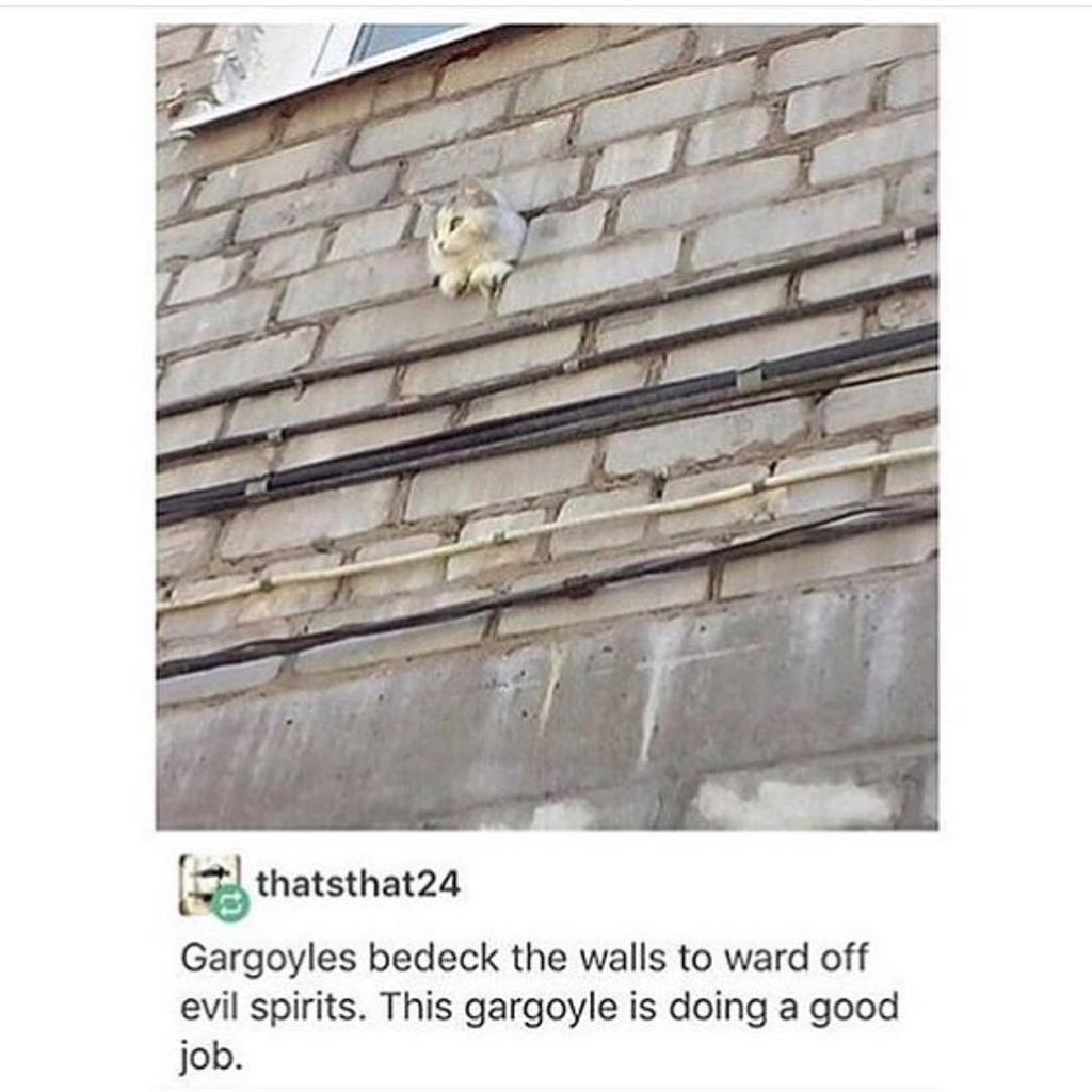 To scare away evil spirits, the walls are decorated with gargoyles. - Gargoyle, cat, Wall