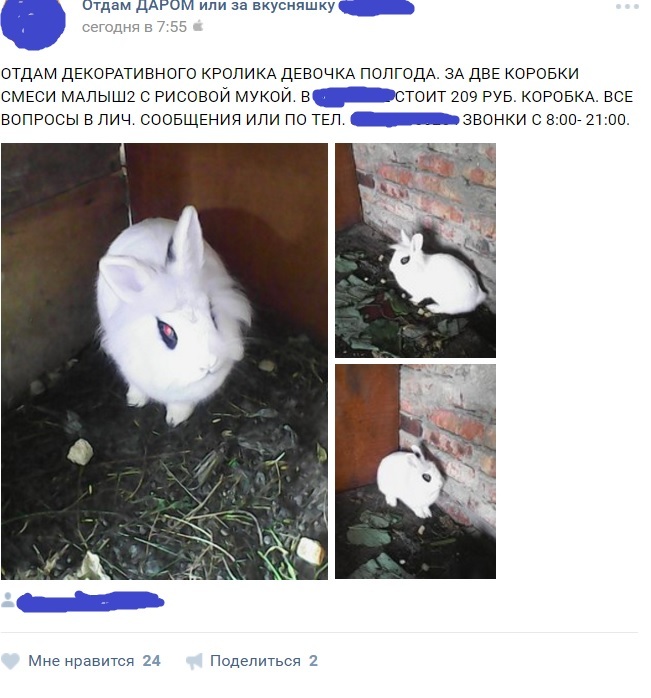 Vk comments - Rabbit, Comments, In contact with