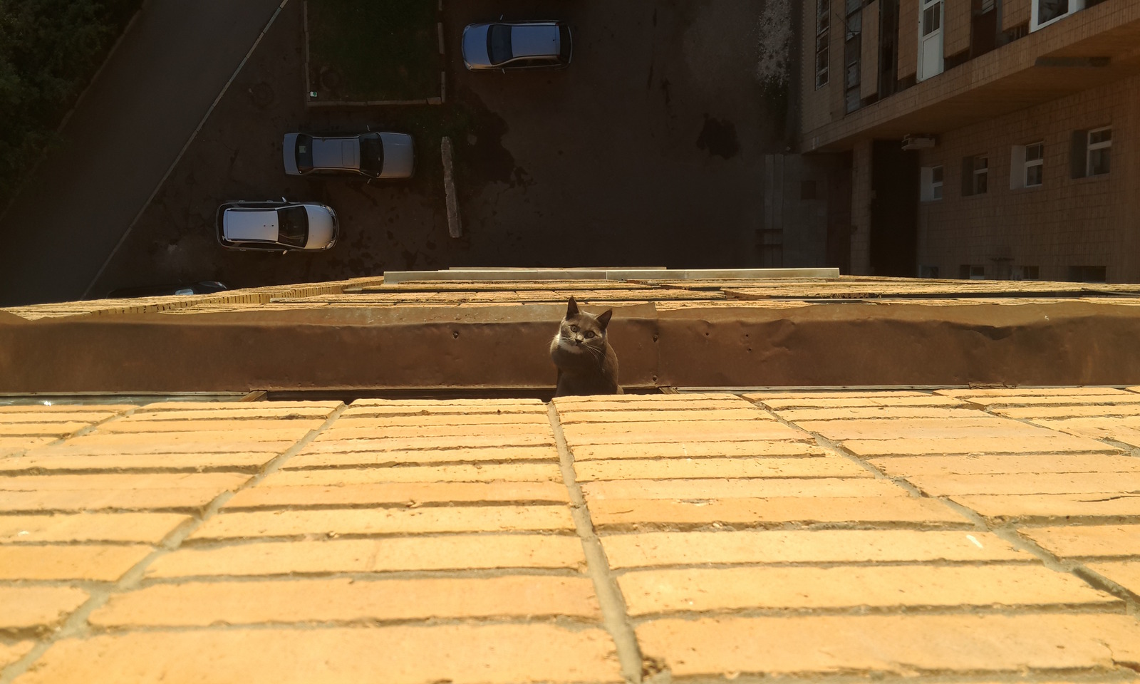 When I decided to see what the noise was downstairs - cat, Balcony