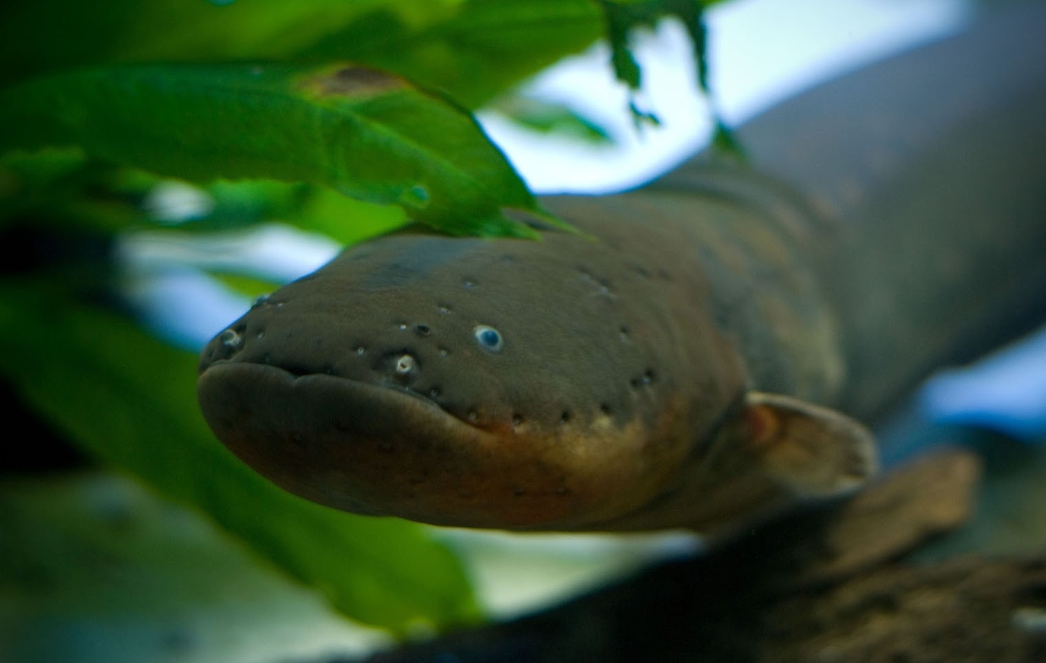 Electric eel and its successfully developed branch in evolution - Electric Eel, A fish, Evolution, Longpost, Geektimes, Video