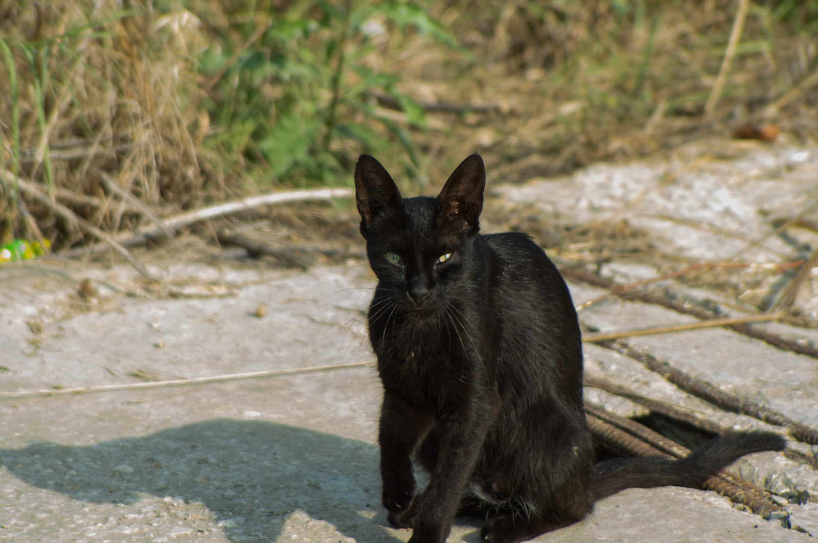 Встретил по дороге на работу двух парней) - Моё, Кот, Коты захватят мир, Дорога, Фотография