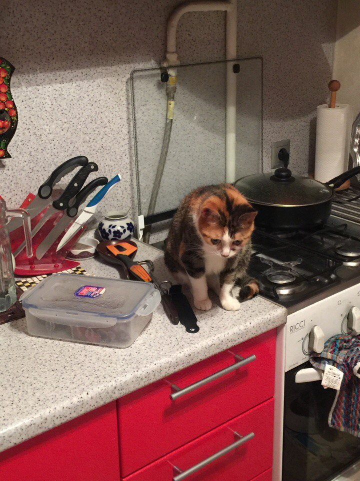 It's sad when you can't open the lid - My, cat, Kitchen, Sadness