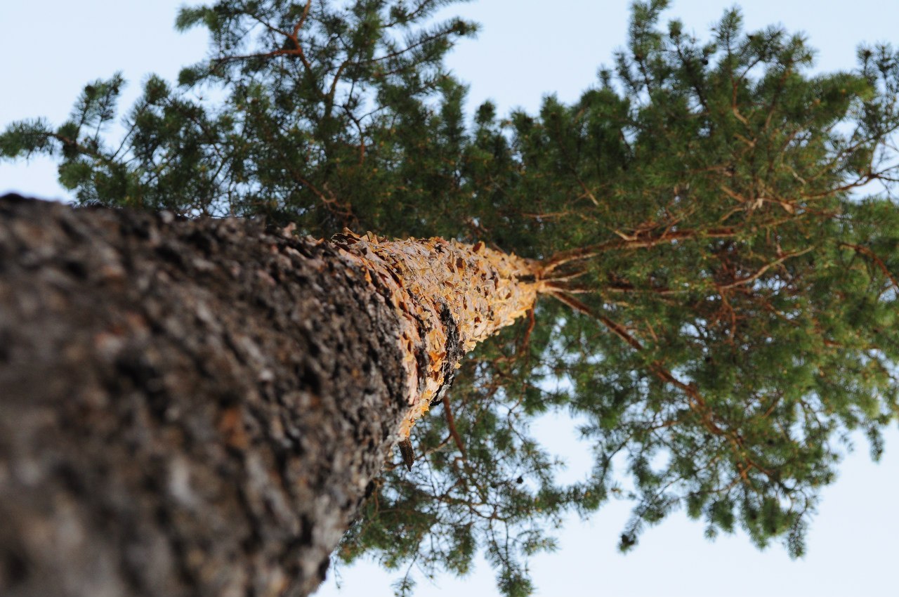 Summer in Khanty-Mansi Autonomous Okrug - My, Nature, Berries, Forest, KhMAO, Photo, Longpost