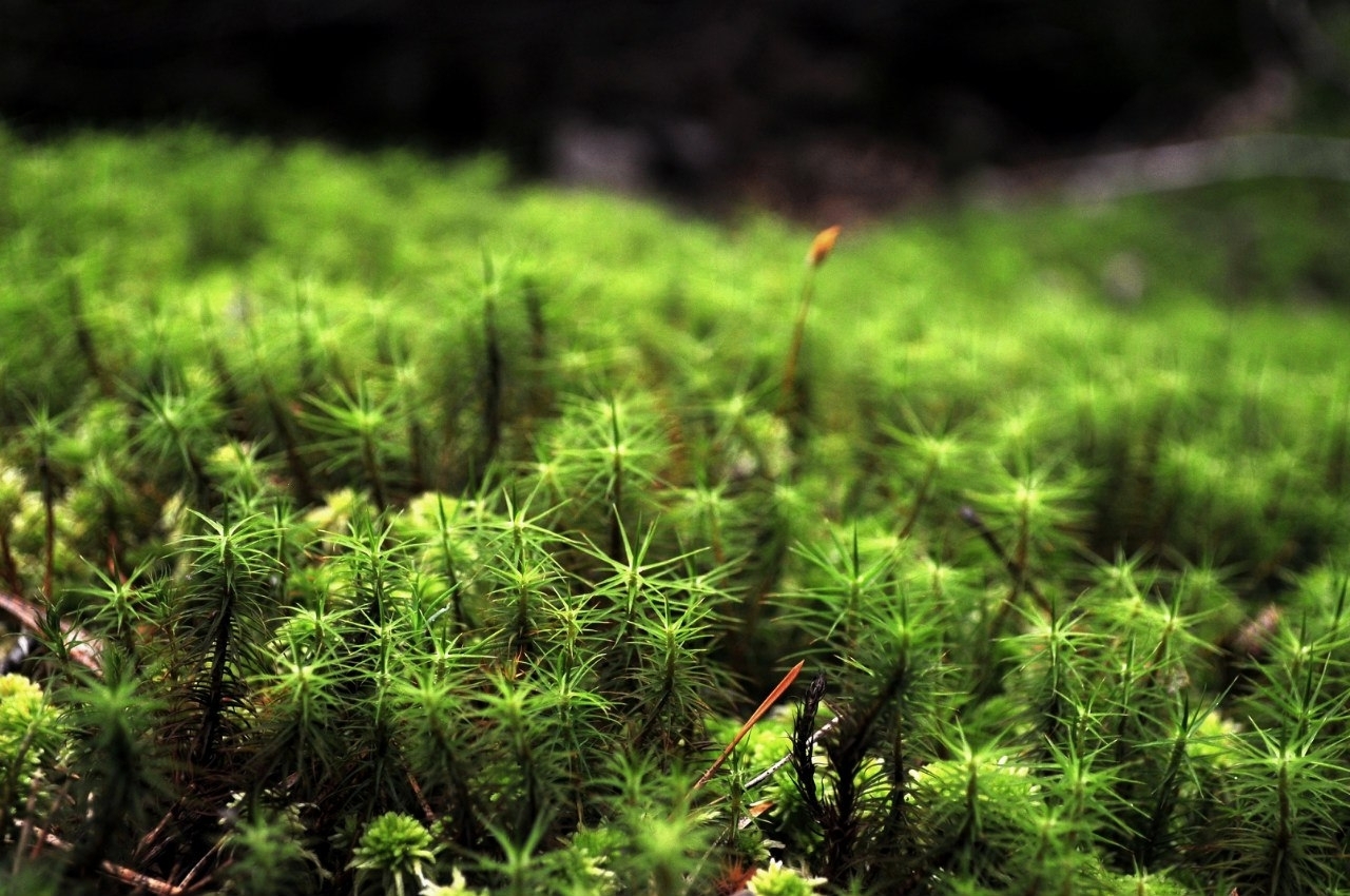 Summer in Khanty-Mansi Autonomous Okrug - My, Nature, Berries, Forest, KhMAO, Photo, Longpost