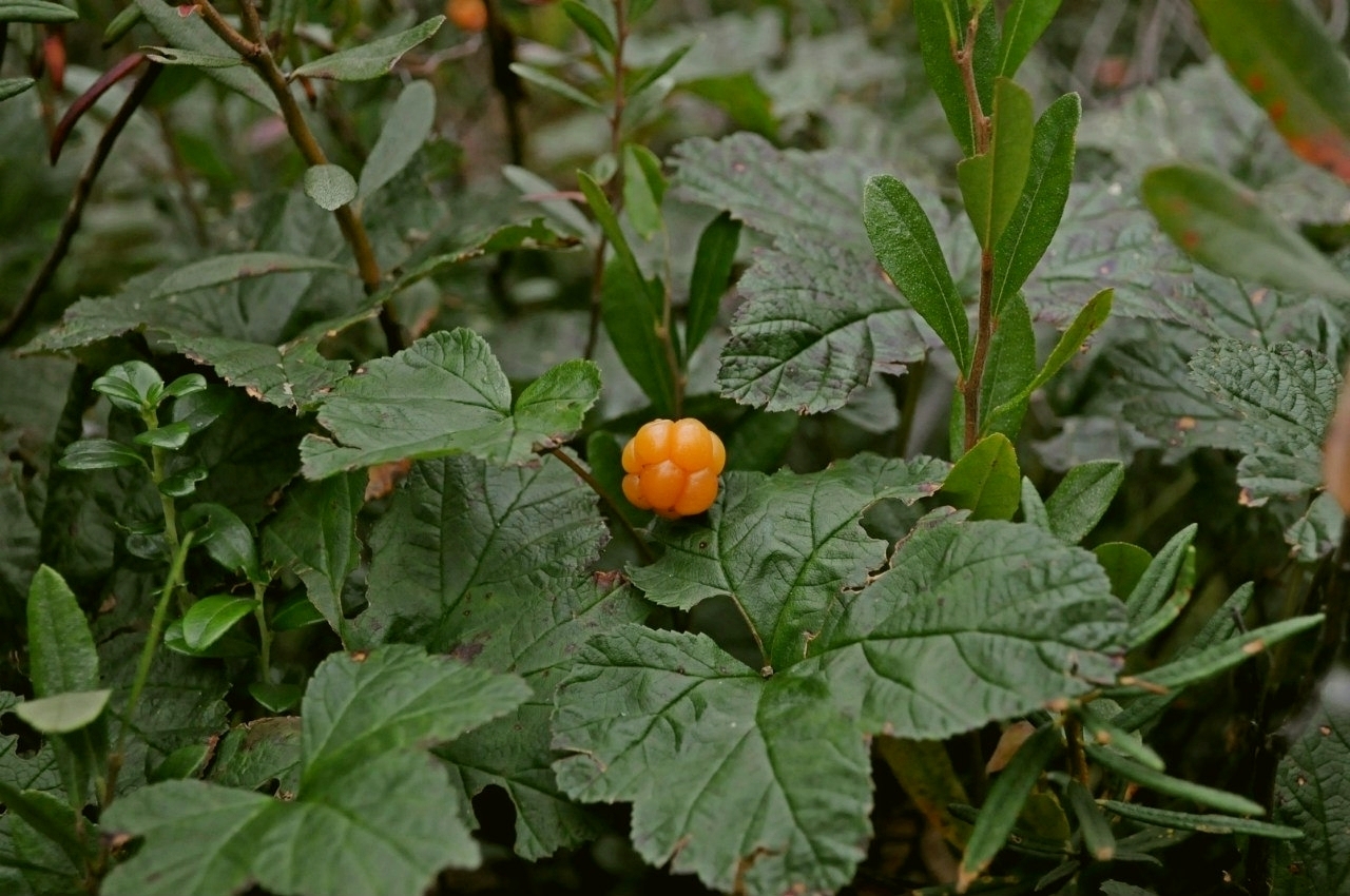 Summer in Khanty-Mansi Autonomous Okrug - My, Nature, Berries, Forest, KhMAO, Photo, Longpost