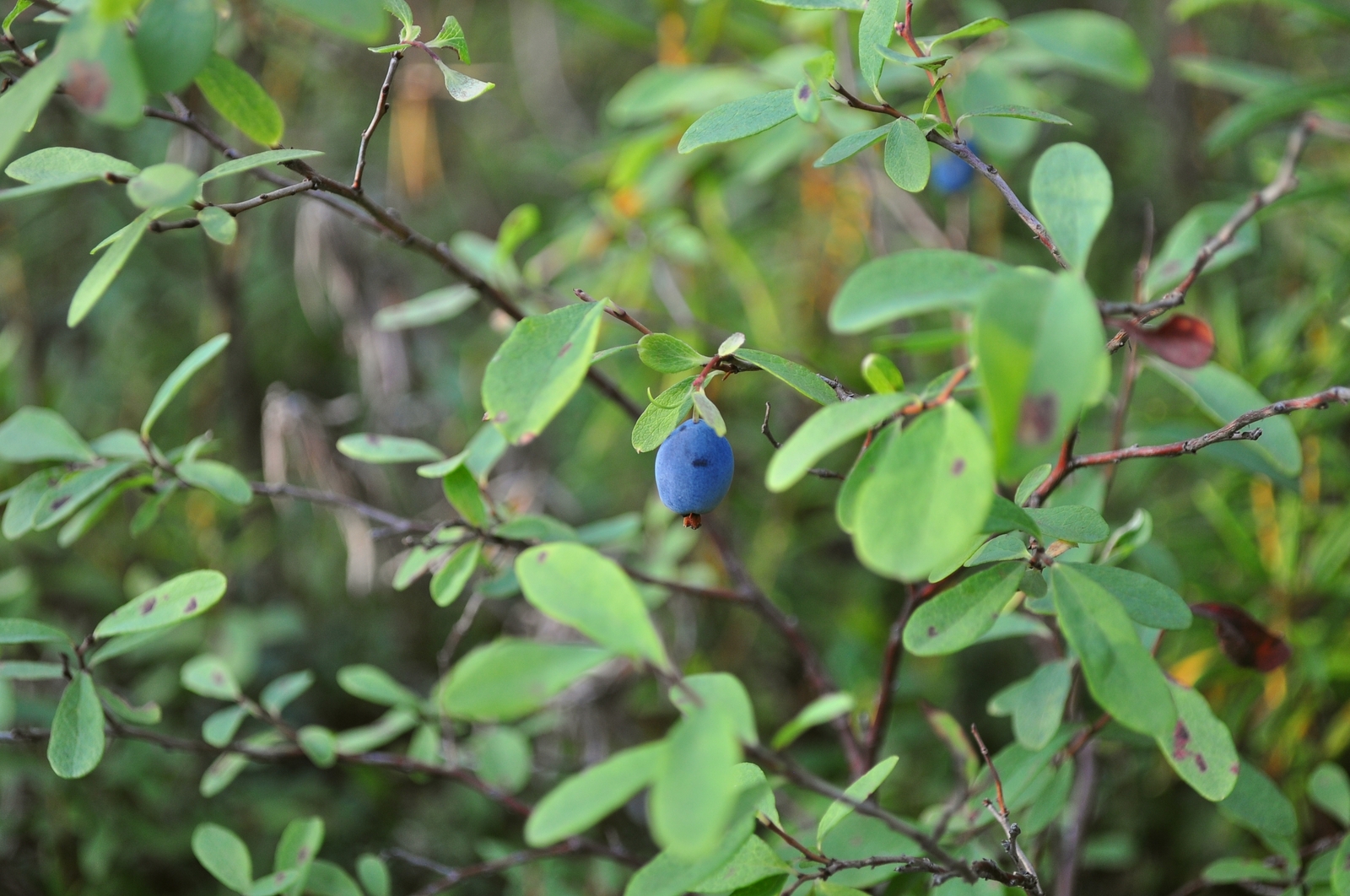 Summer in Khanty-Mansi Autonomous Okrug - My, Nature, Berries, Forest, KhMAO, Photo, Longpost