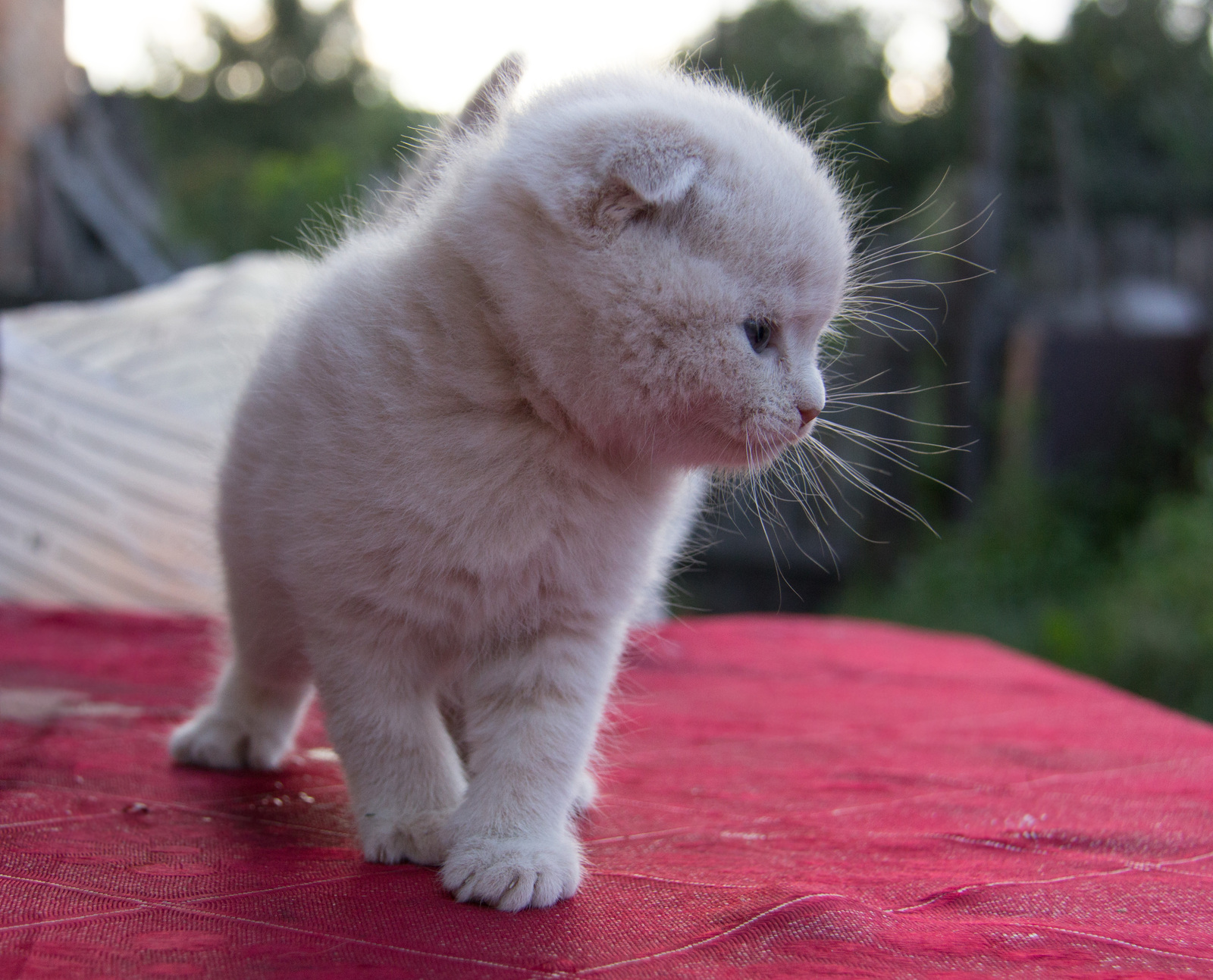 Мимишные котэ вам в ленту:-) - Моё, Котики - наркотики, Canon 600D, Кот, Длиннопост