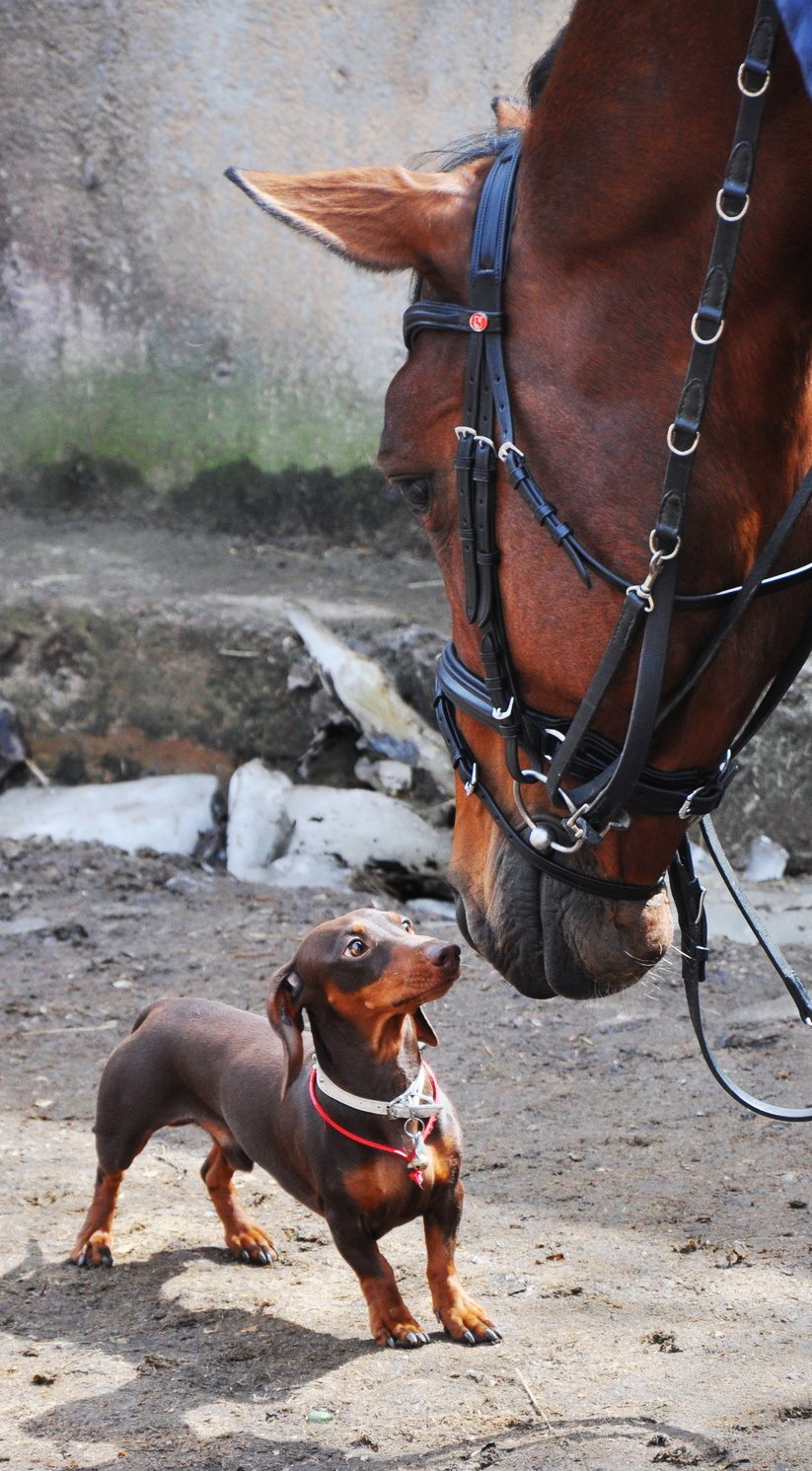 What are you? - My, Horses, Dachshund, Acquaintance, Astonishment, Stable, My