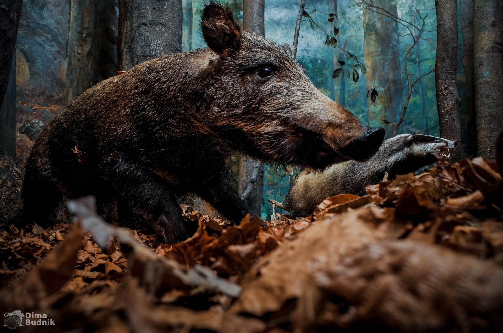 Boar - My, Photo, My, Animals, Boar, Scarecrow