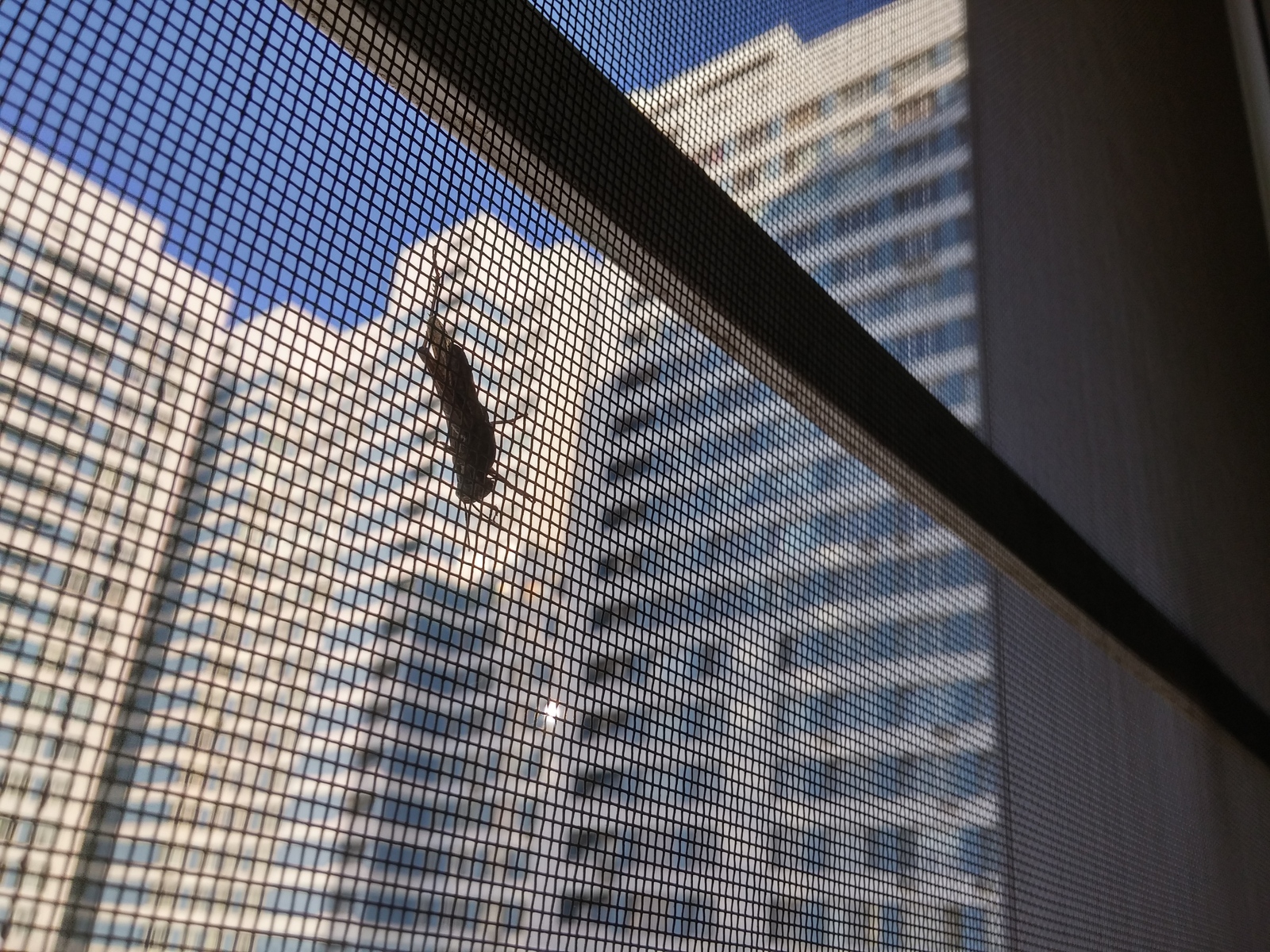 Are mosquito nets required on the 20th floor? - My, Insects, Skyscrapers, mosquito net, Grasshopper