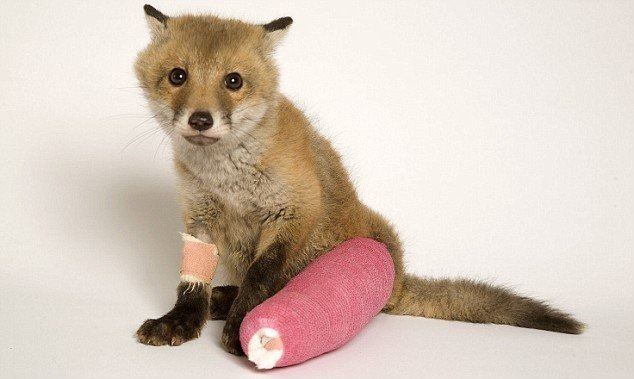 A fox with a broken leg. - Fox, Fracture, Fox cubs