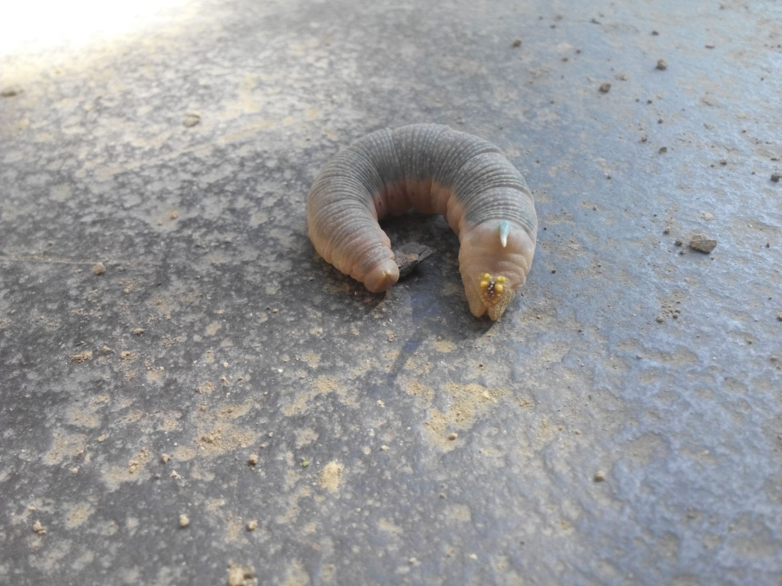 This is what my cat was playing with when I went outside. - My, Caterpillar, Unclear