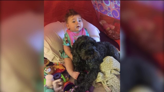 Faithful dog dies saving child from fire - Friends, Devotion, Dog, Child, Longpost