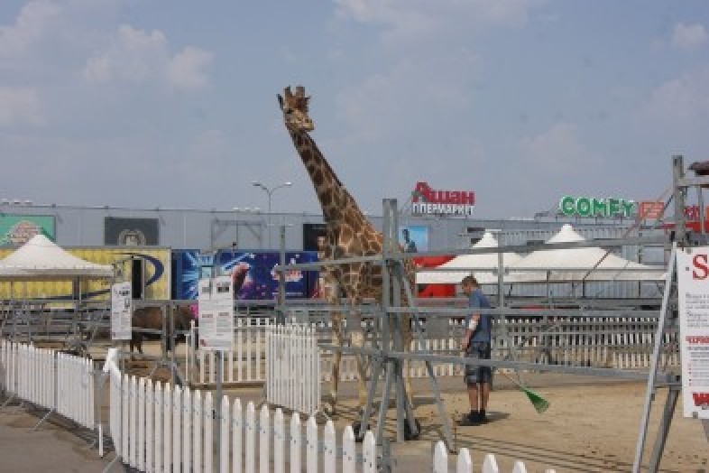 Lost giraffe =) - My, Giraffe, A loss, Circus, Odessa, Announcement