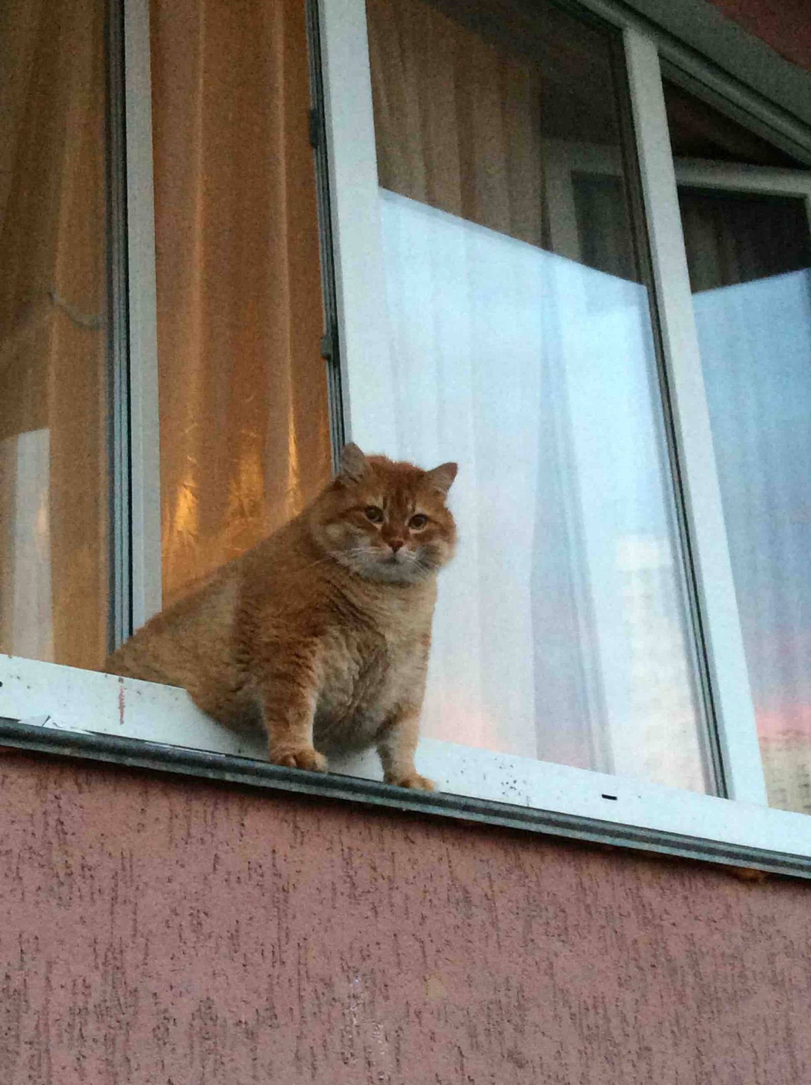 Went out for a walk - My, Big, cat, Walk, Window