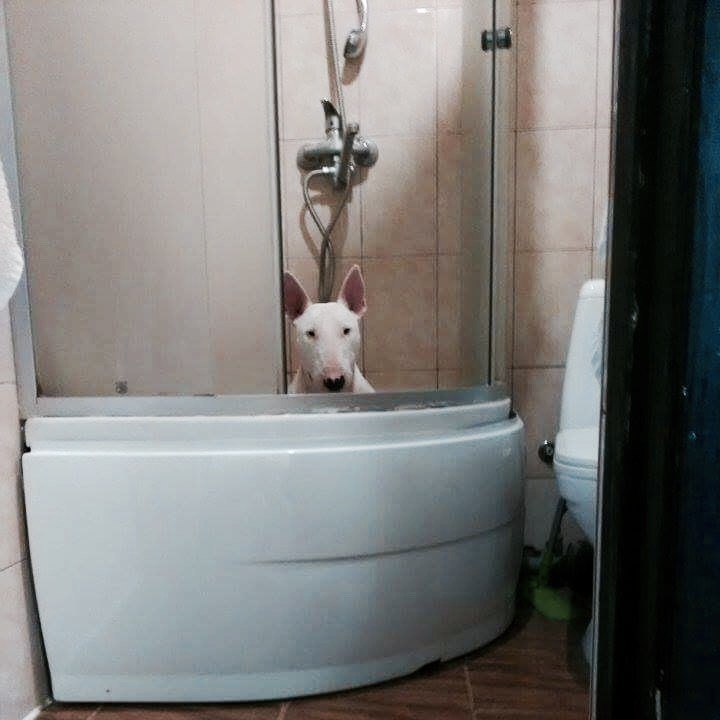 Maybe I'll take a shower later - , Dog, Bull terrier, Shower