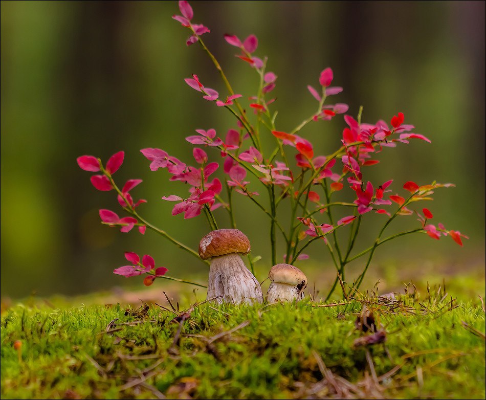 under a bush) - North, Mushrooms