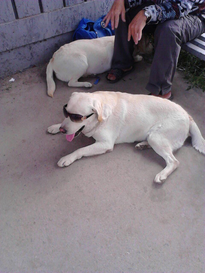 Fashionable city dwellers - My, Dog, Glasses, Railway station, Novosibirsk