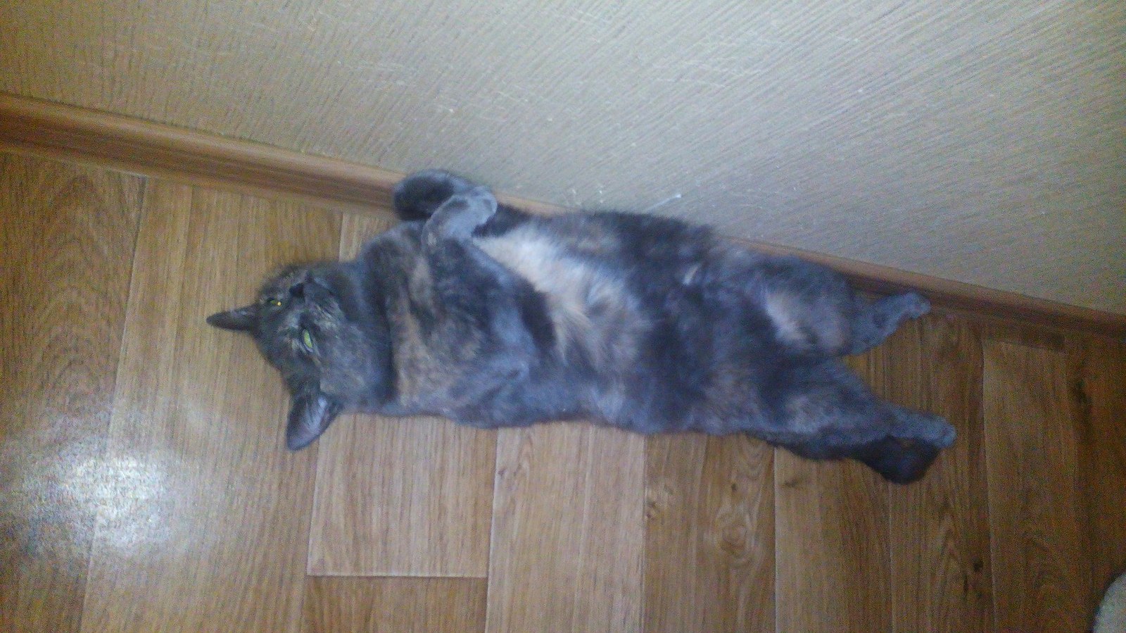 cat seal) - My, cat, , Heat