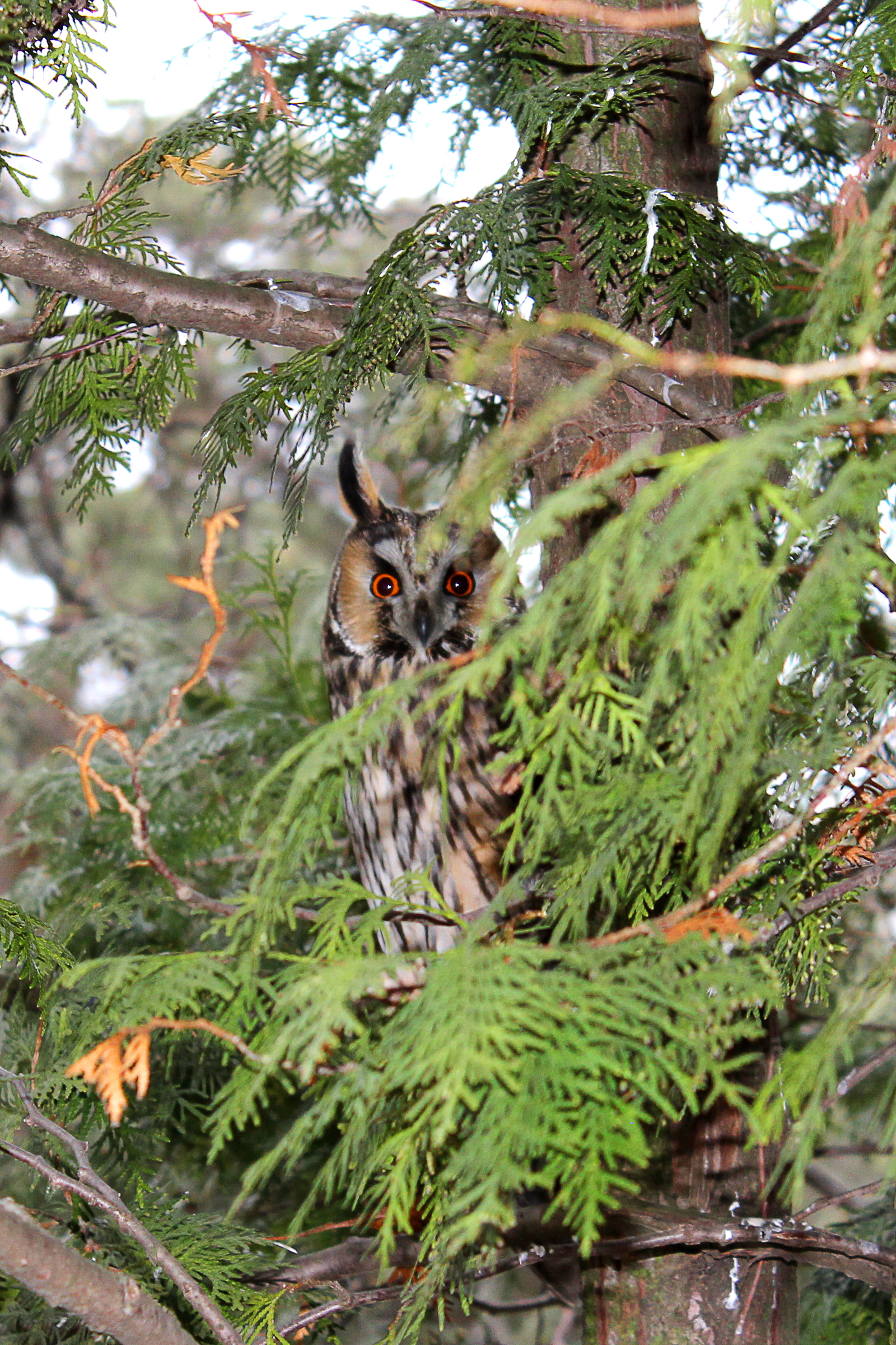 Eyes - My, Owl, Photo, Animals