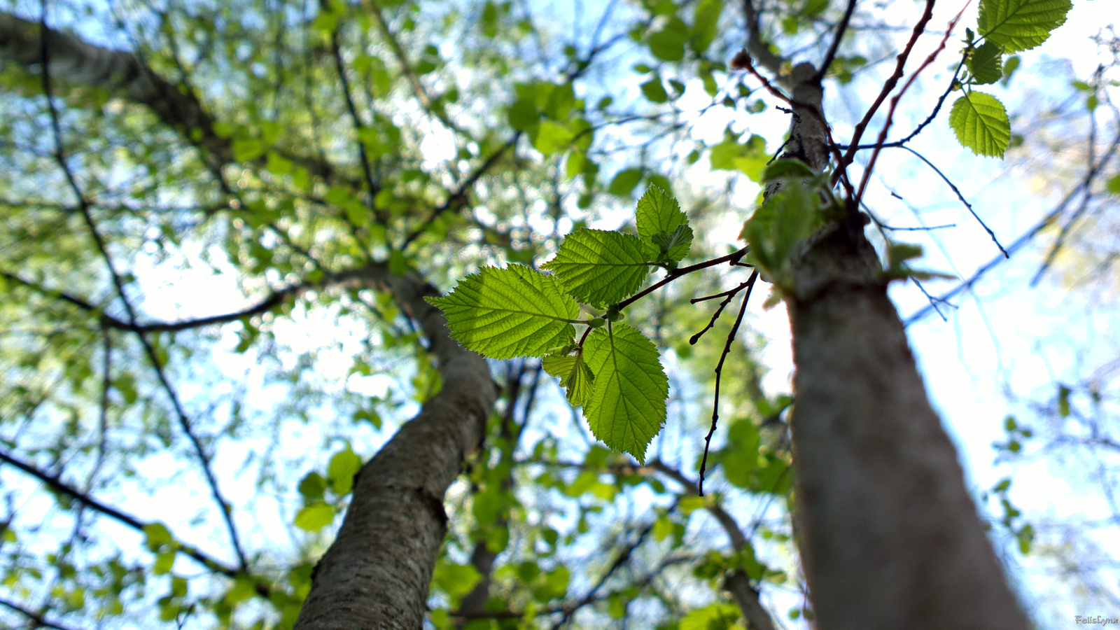 Little dacha - My, Dacha, Nature, Photo, , Longpost