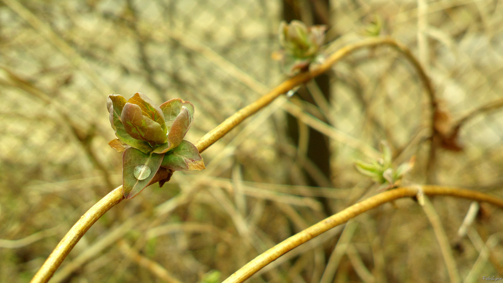 Little dacha - My, Dacha, Nature, Photo, , Longpost