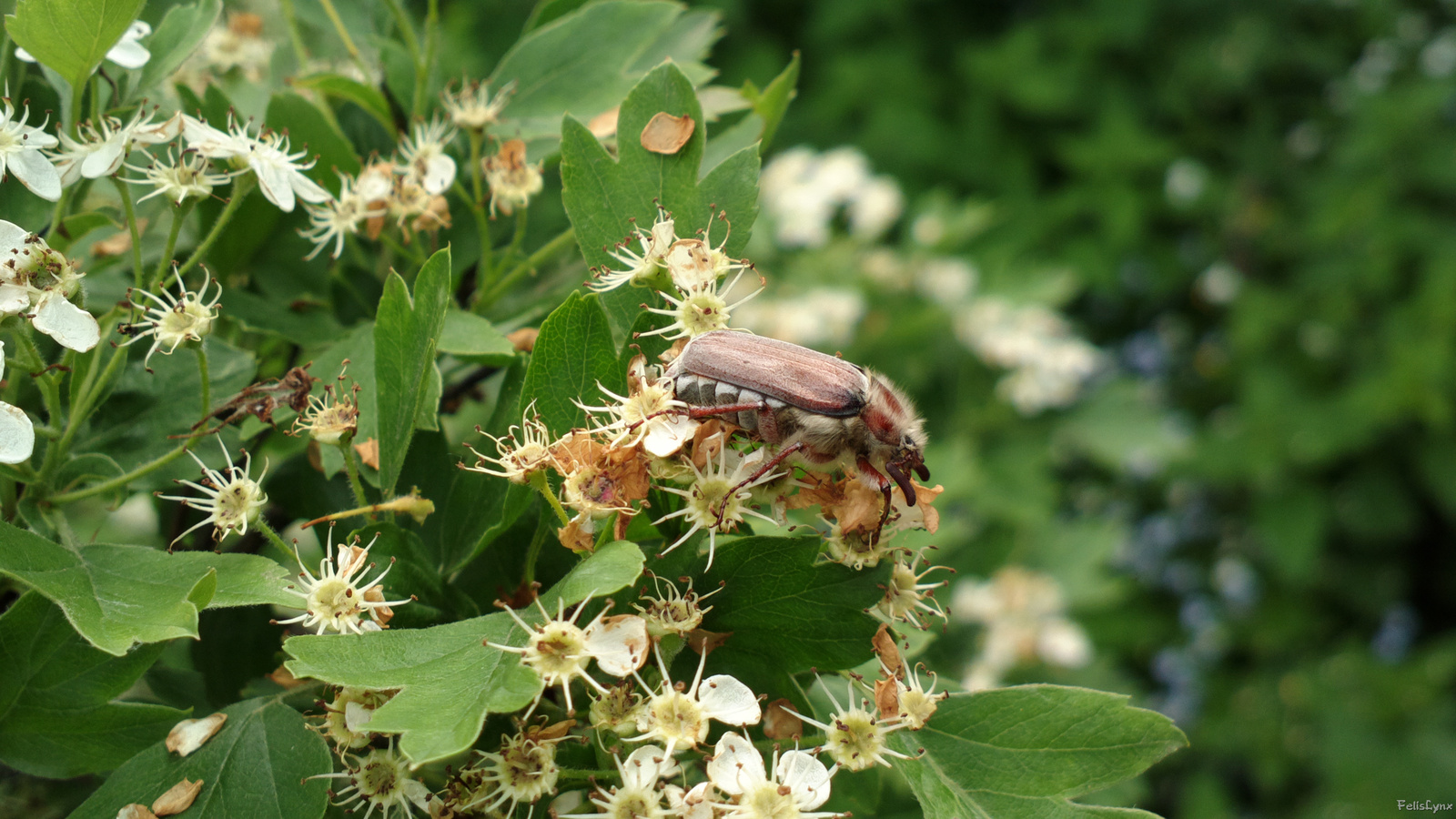 Little dacha - My, Dacha, Nature, Photo, , Longpost