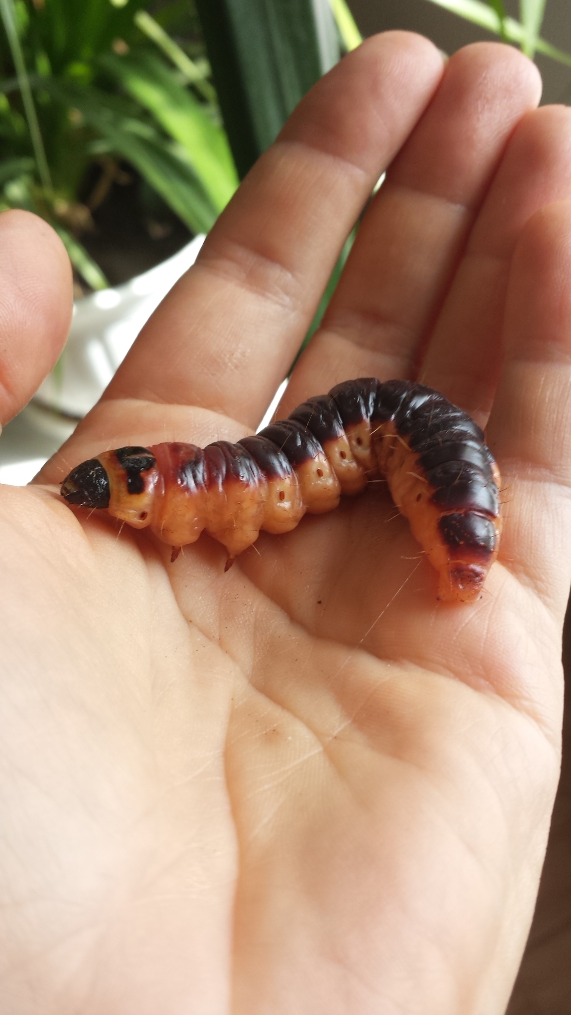 I ask the league of entomologists for help - My, Caterpillar, Something, Unknown crap, Longpost