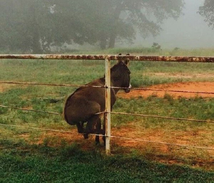 Even lost heart - Photo, Donkey, Depressed