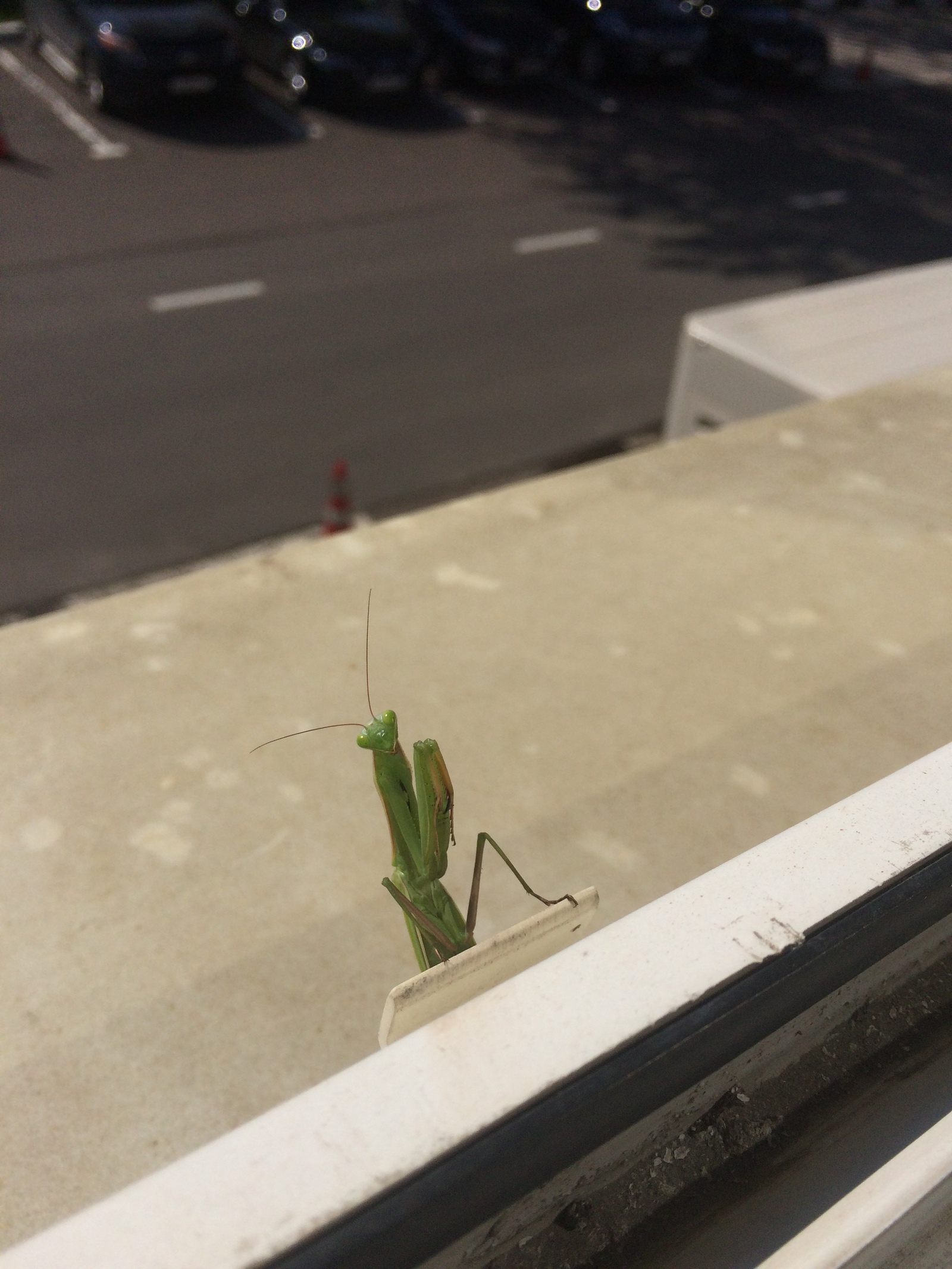 Praying mantises slowly fill MO and MSC - My, My, Mantis, Moscow, Serpukhov, Photo, Longpost