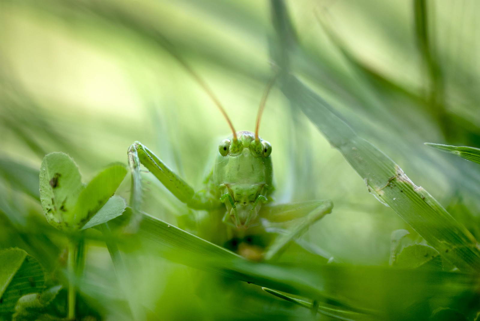 Unexpected meeting - My, Monster, Meeting, Forest, Summer, Photo, My