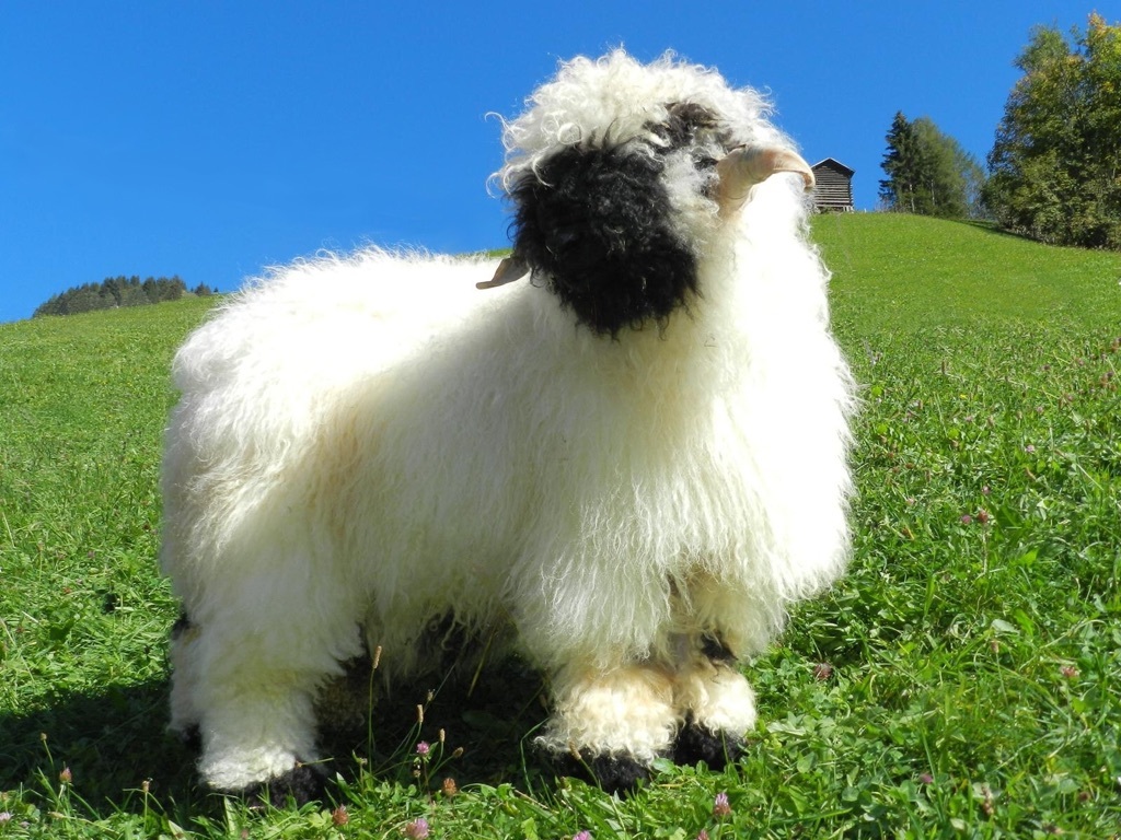 Probably one of the most beautiful sheep in the world - Sheeps, Photo, Animals, Nature, Wool, Humor