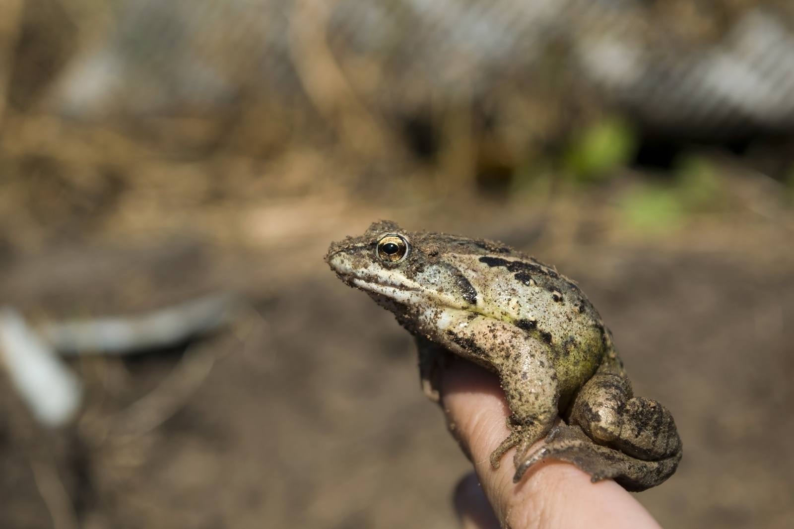 6 of my summer photos - My, Photo, Frogs, Dragonfly, Flowers, Spider, Goat, Nature, Nikon, Longpost