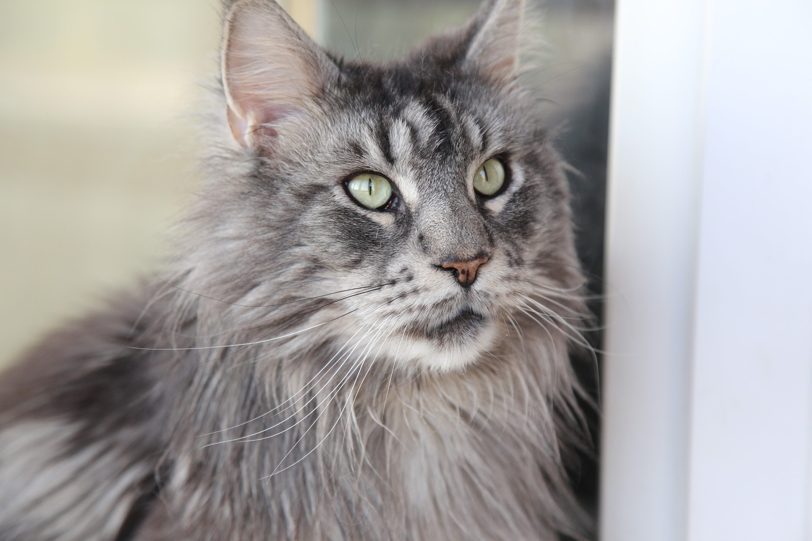 Venedict best country gullivers 3 - My, cat, Maine Coon, Broom, Longpost