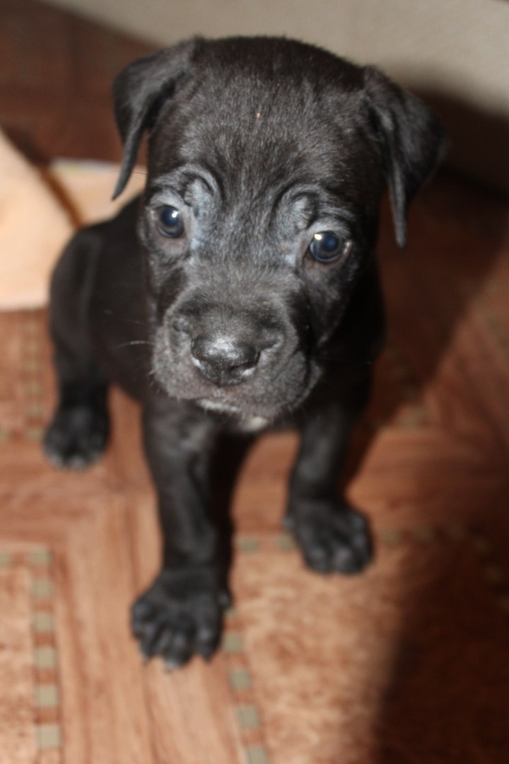 Big and sweet animal - Dog, Cane Corso, Puppies, Boston, Carrot, Friend, My, Longpost