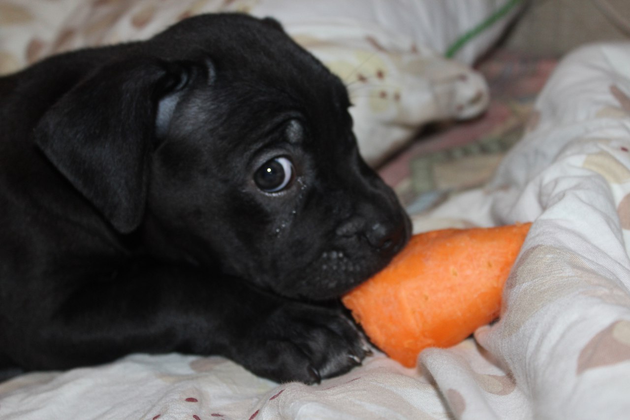 Big and sweet animal - Dog, Cane Corso, Puppies, Boston, Carrot, Friend, My, Longpost