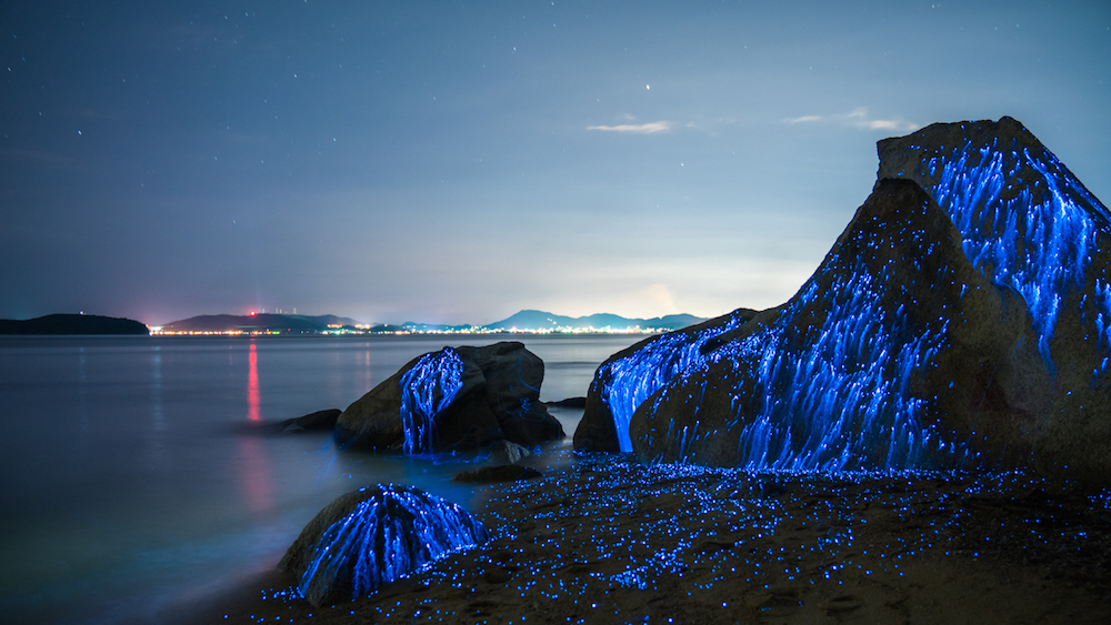 Glowing shrimp on the shores of Japan - Shrimps, Japan, Glow, Glowing, , , , Longpost