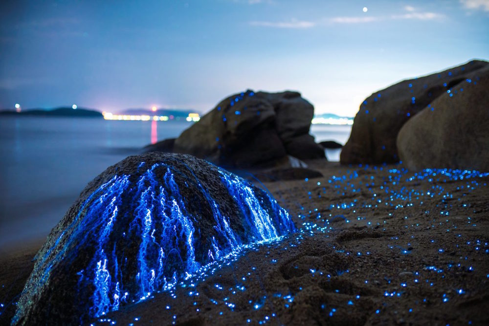 Glowing shrimp on the shores of Japan - Shrimps, Japan, Glow, Glowing, , , , Longpost