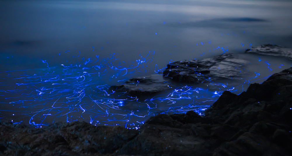 Glowing shrimp on the shores of Japan - Shrimps, Japan, Glow, Glowing, , , , Longpost