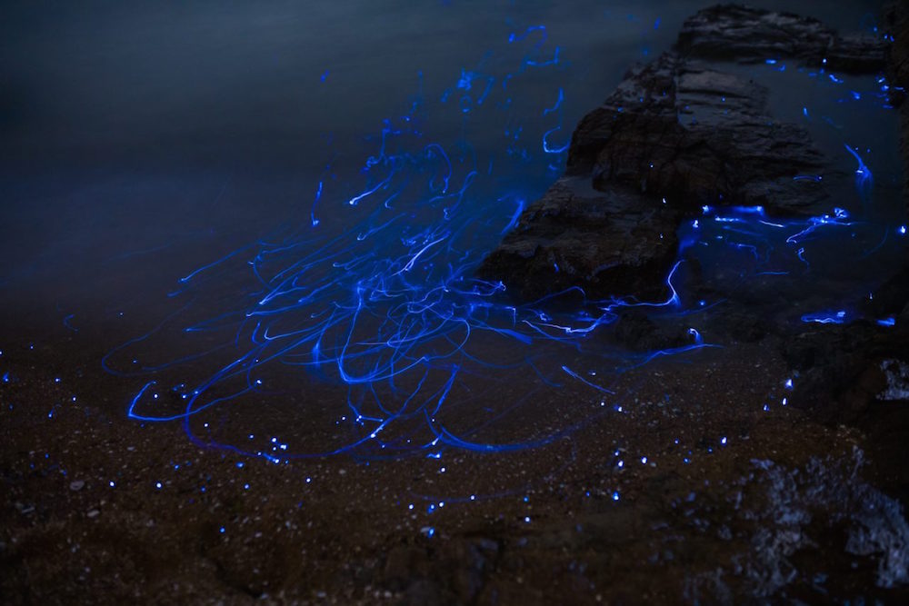 Glowing shrimp on the shores of Japan - Shrimps, Japan, Glow, Glowing, , , , Longpost