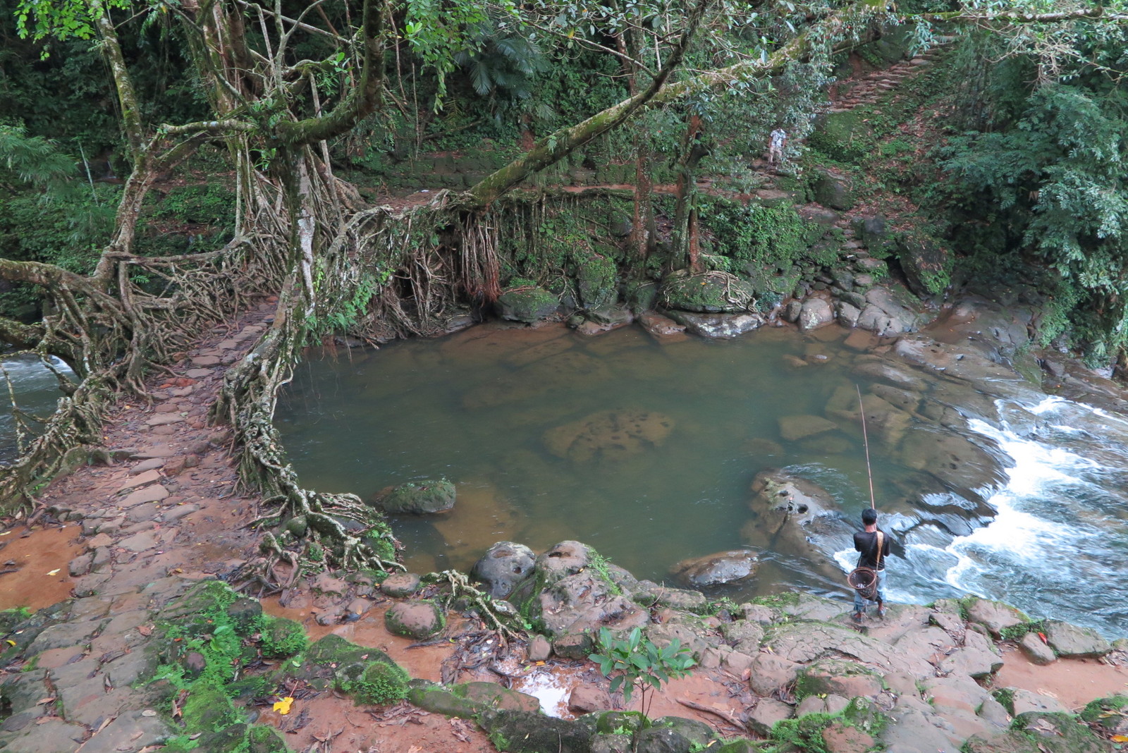 living bridge - My, Bridge, India, Roots