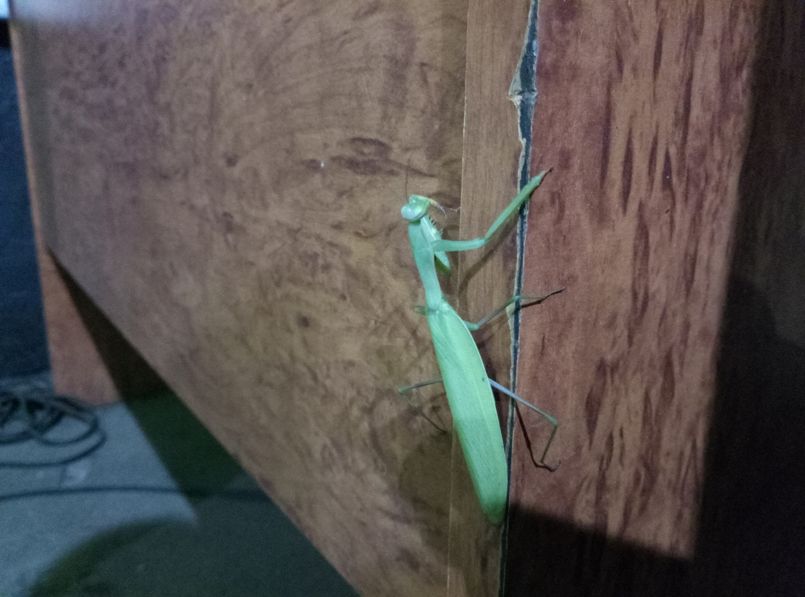 Unexpected guest - My, Mantis, Uninvited guests, Guests, My, Longpost